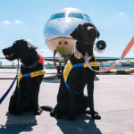 flights how to travel with a dog on a plane best carry on luggage