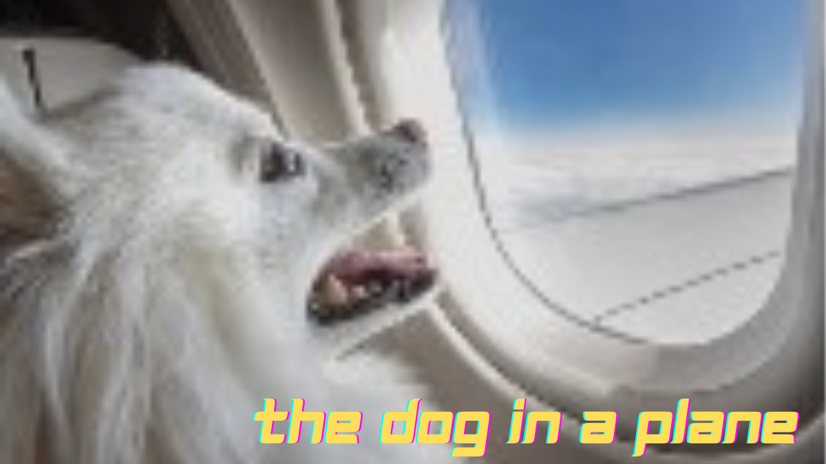 flights
how to travel with a dog on a plane
best carry on luggage