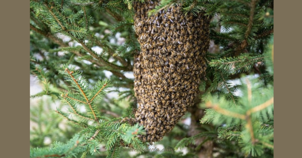 How far do bees travel from their hive